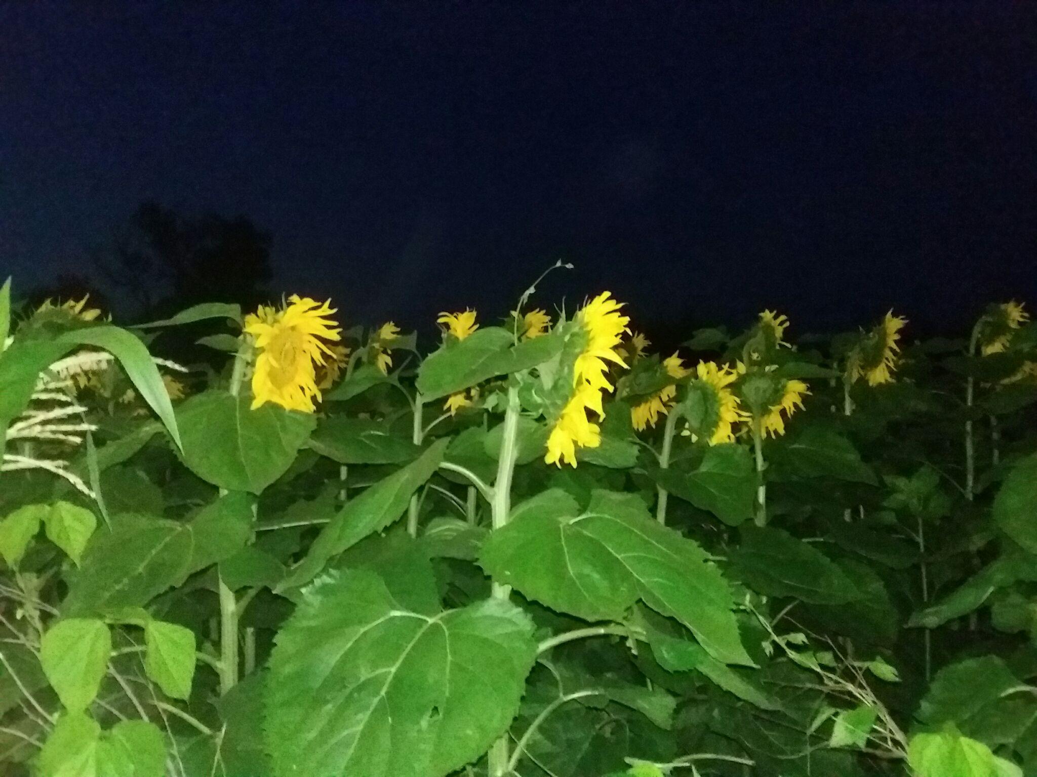 向日葵在夜晚绽放图片图片
