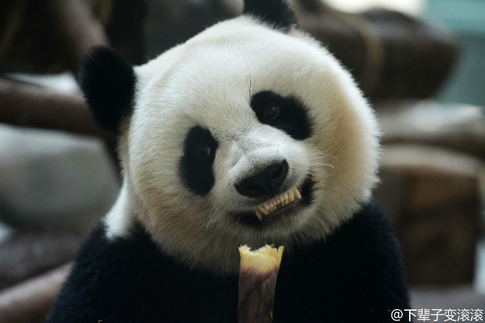 你有哪些收藏来反复看的大熊猫giantpanda的图片