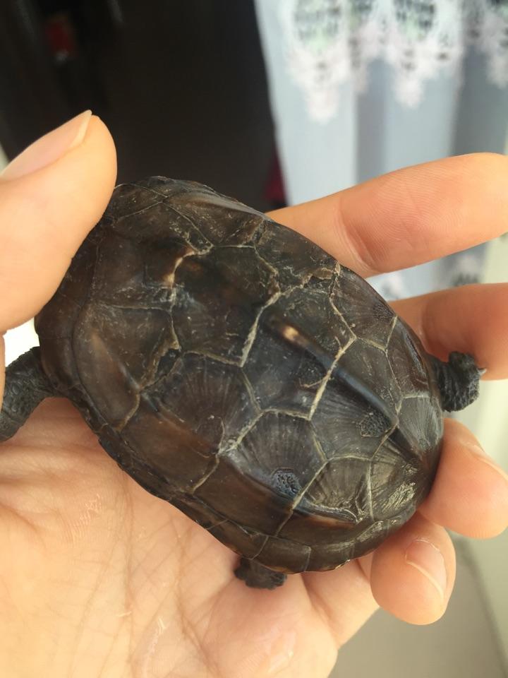 求问这小草龟背甲上是正常蜕壳吗她是外塘吗