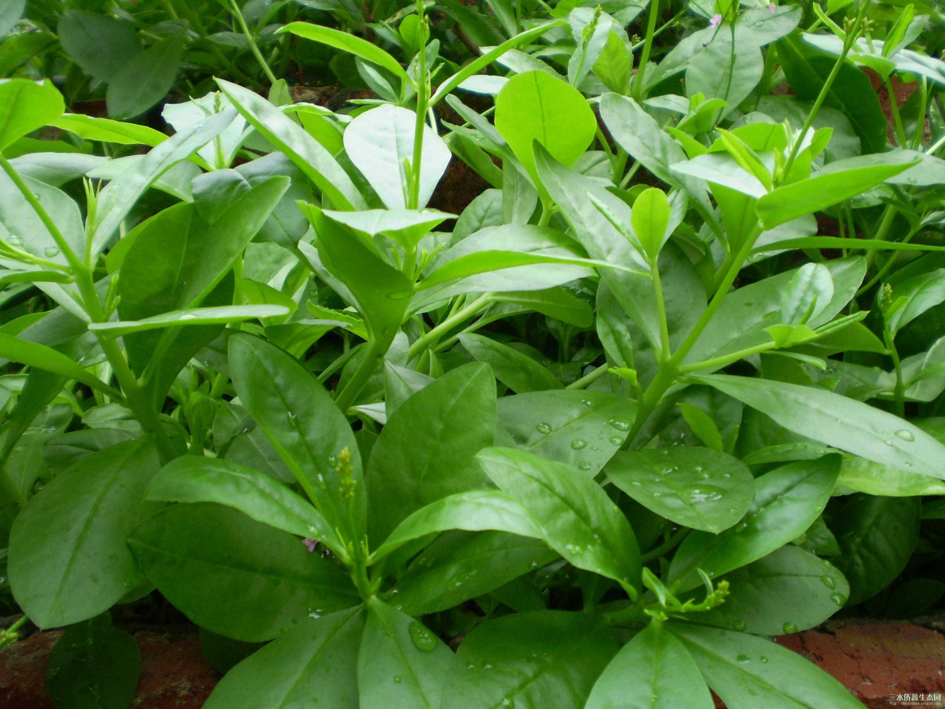 你吃过什么野菜