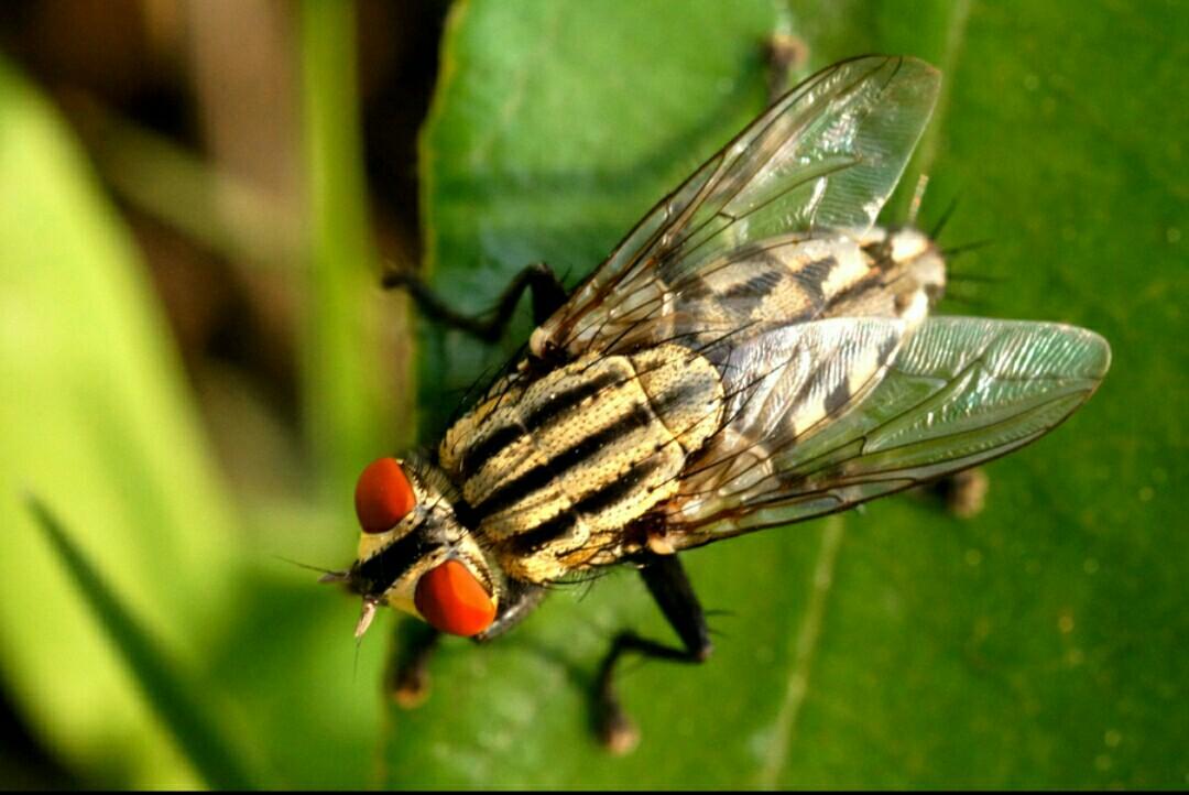各国各大洲都有哪些常见种类的苍蝇? - 知乎