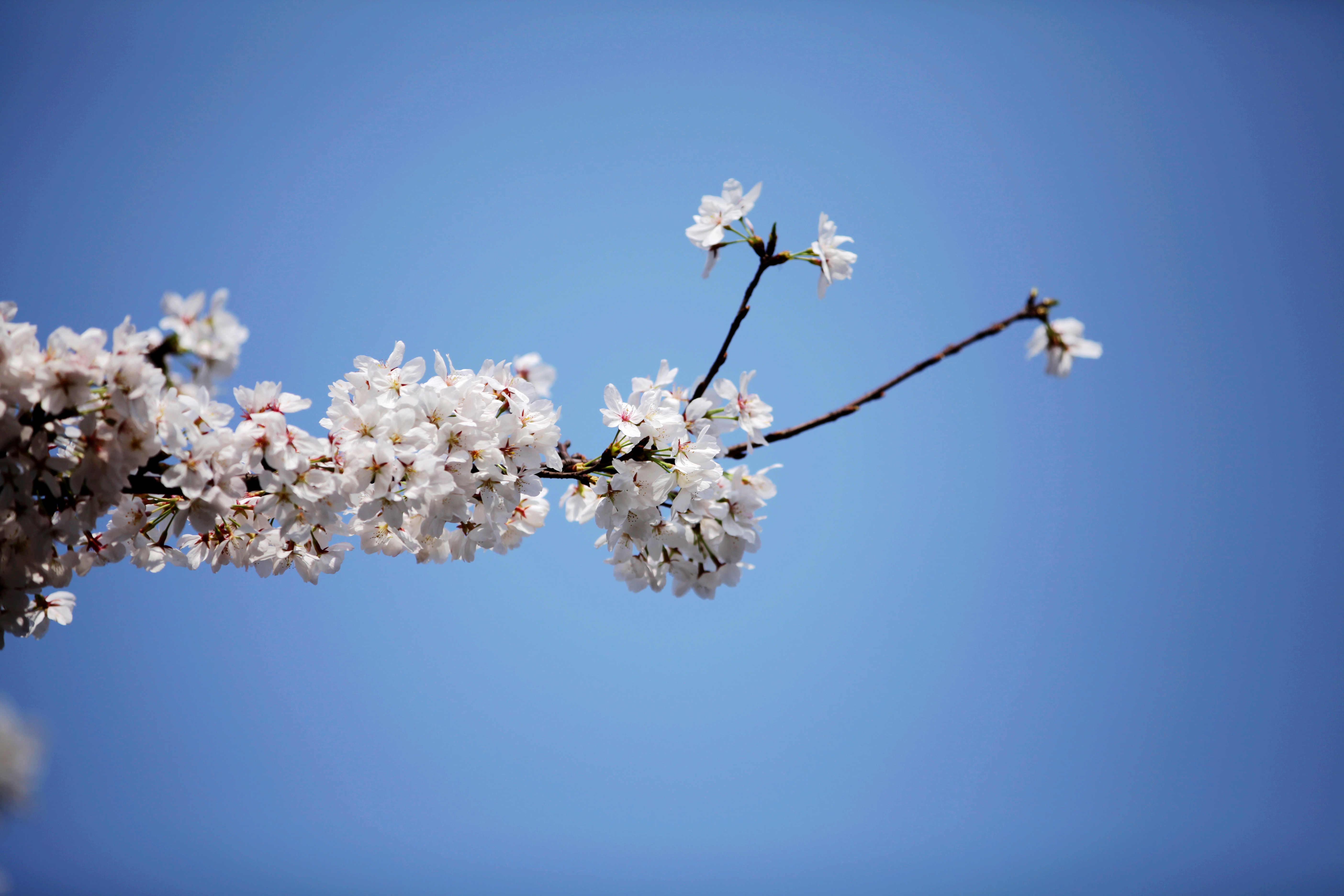 你所期待的春天是什么样子