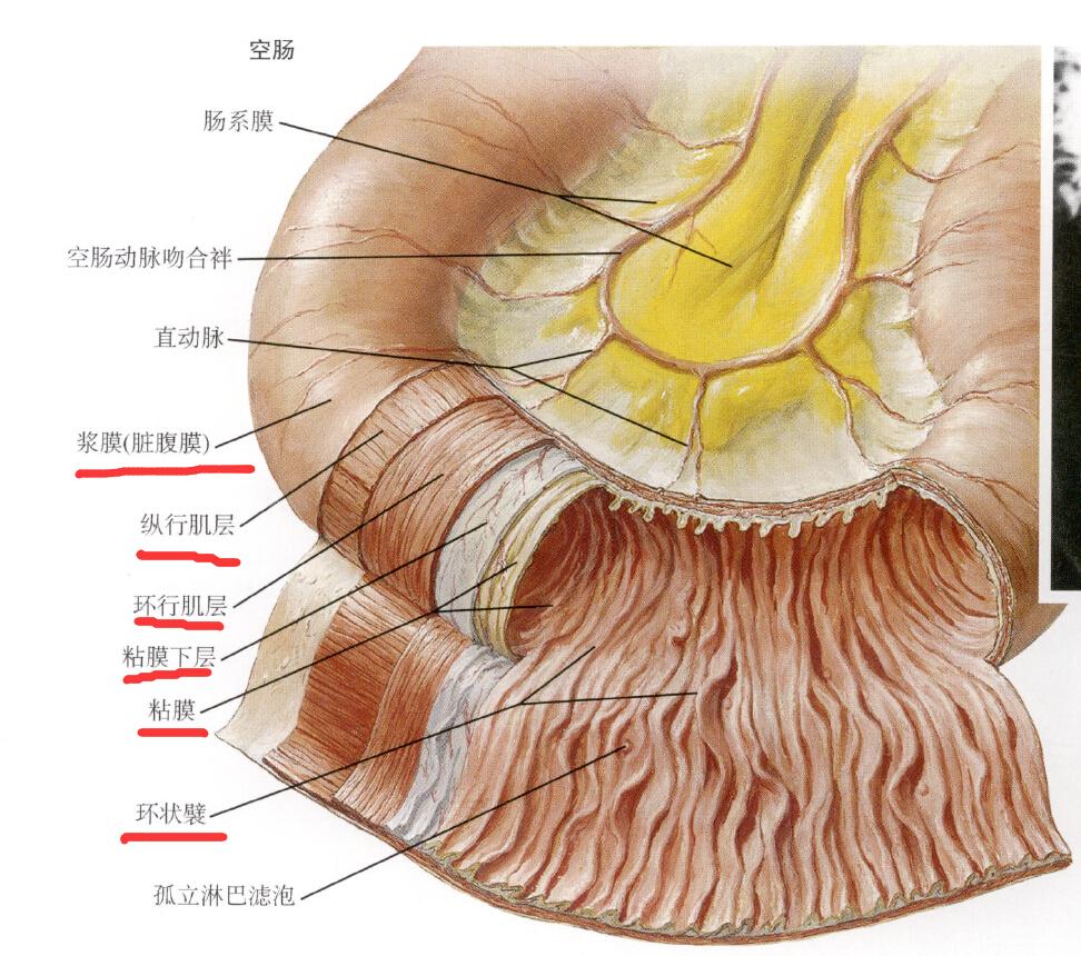 小肠上皮结构图图片
