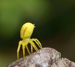 蜘蛛的流水账式科普 知乎
