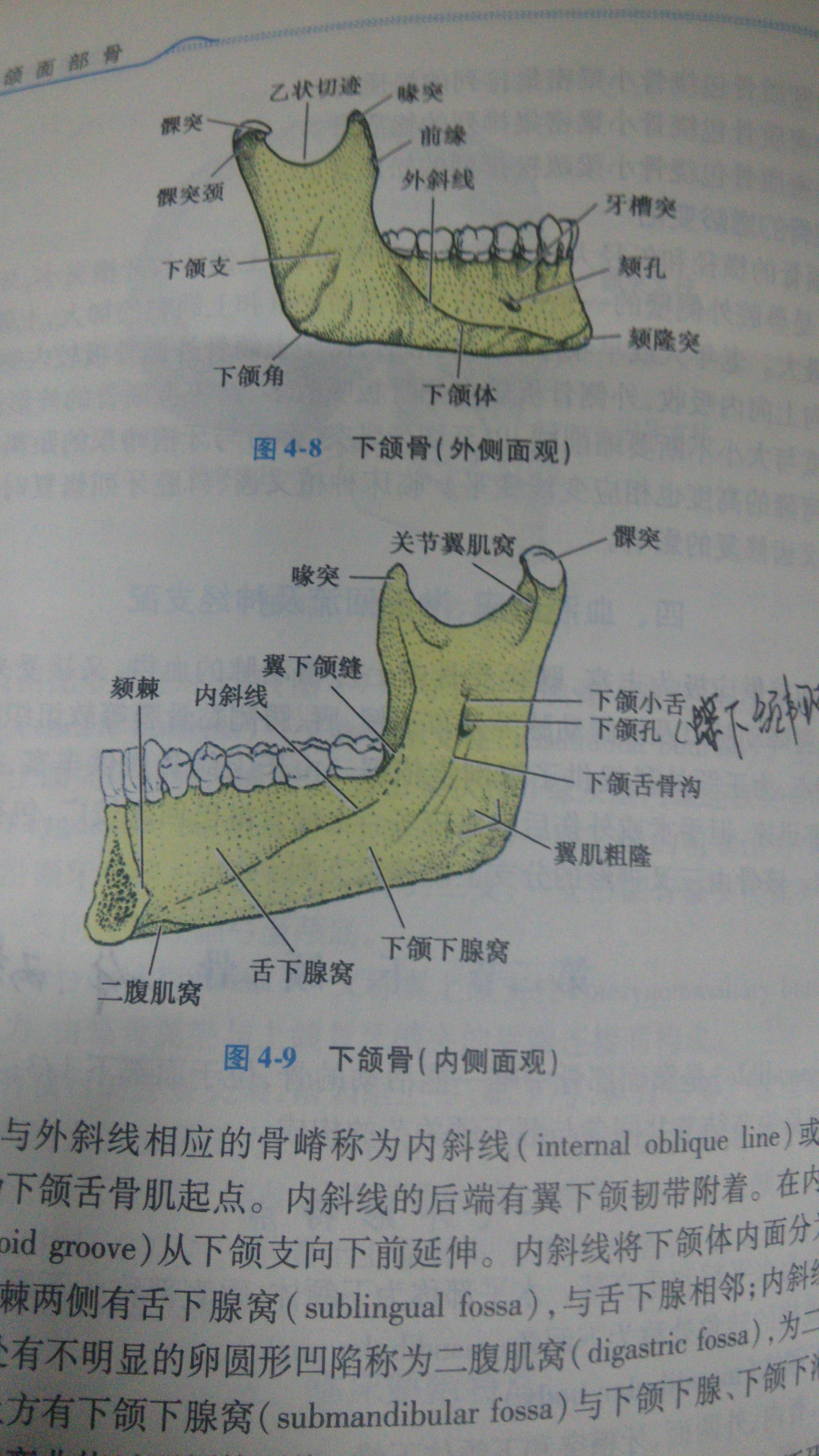 下颚部位图片