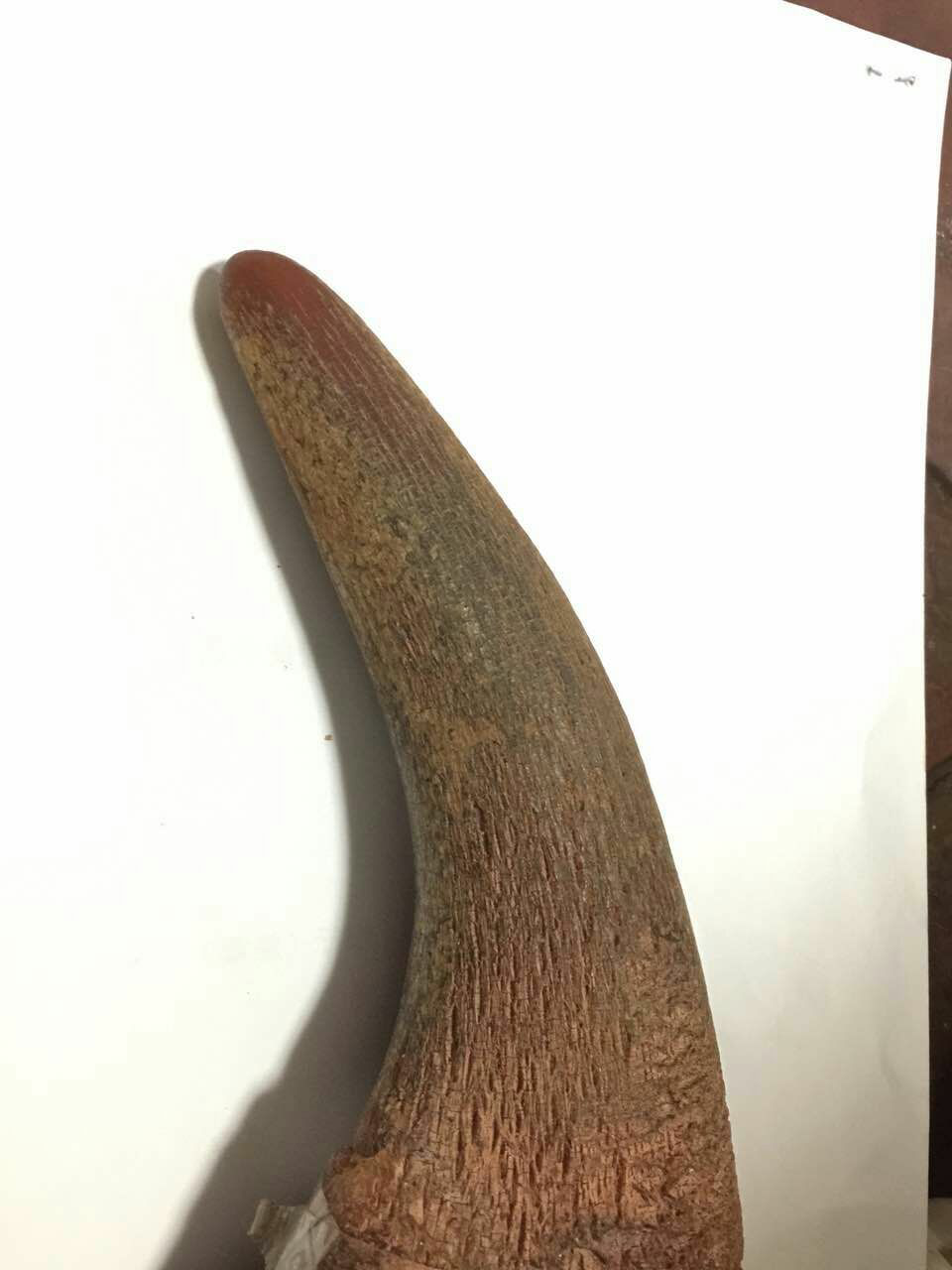 明代的犀牛角目前市场价多少? - 知乎