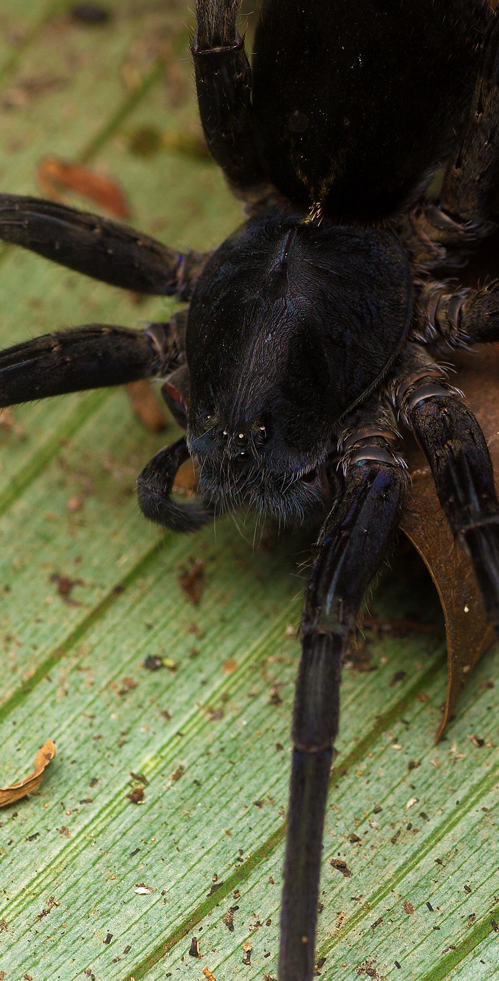 一个人的中美雨林探秘第三期