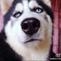 Zhihu profile picture for @windward