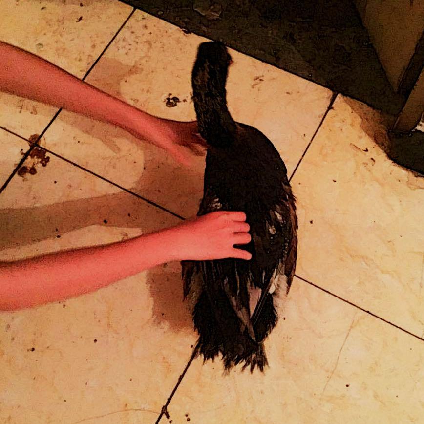 养小鸭子做宠物是什么体验? - X 是种怎样的体