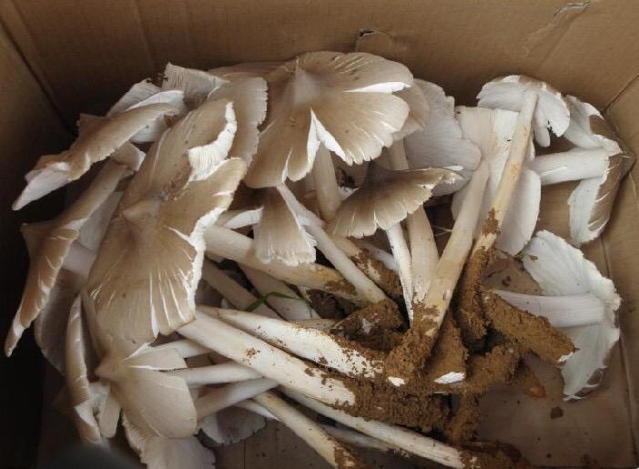 有哪些中国产的顶级食物? - 知乎