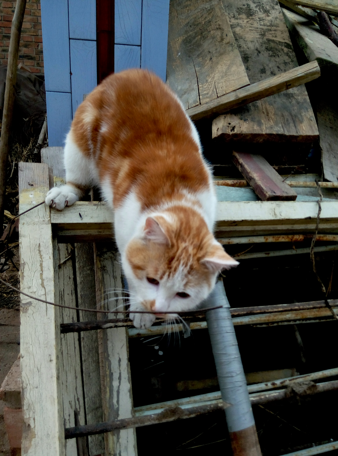 给猫吃什么好?猫粮?进口?国产?猫饭? - 匿名用