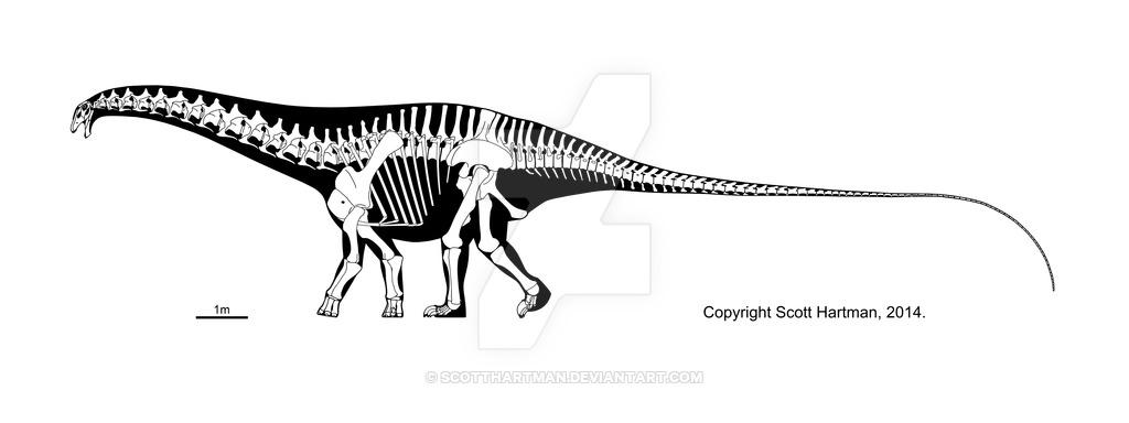 高胸腕龙( brachiosaurus altithorax) 根据上述骨骼复原图我们可以