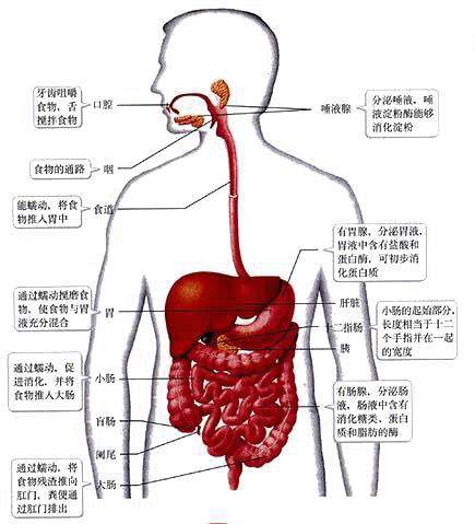 盲肠在哪里人体示意图图片