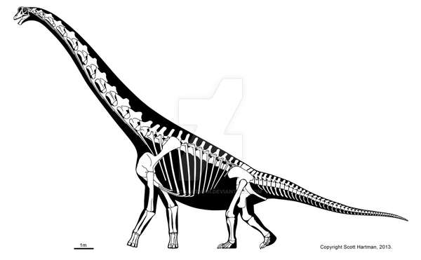 高胸腕龙( brachiosaurus altithorax) 根据上述骨骼复原图我们可以
