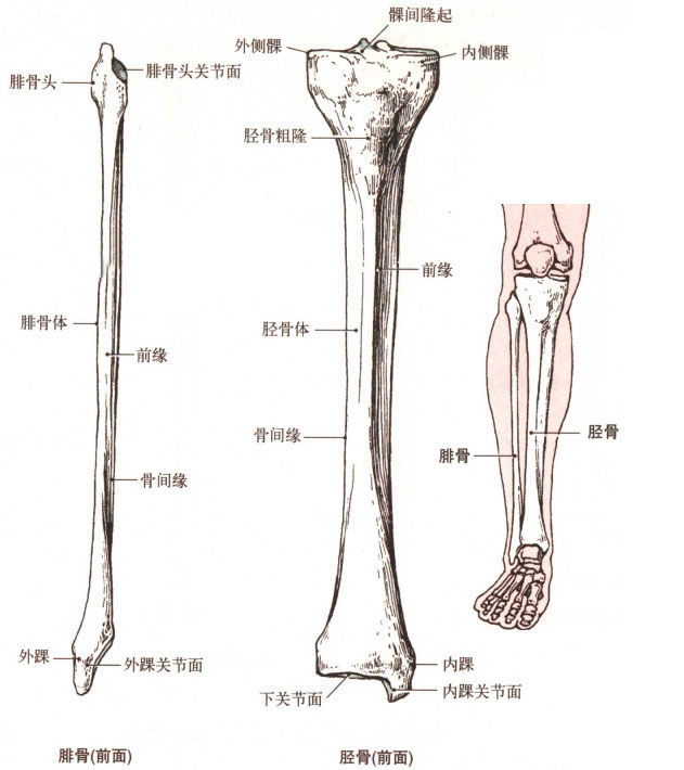 脛腓骨的解剖結構和特點