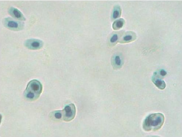 蛙血红细胞生物绘图图片
