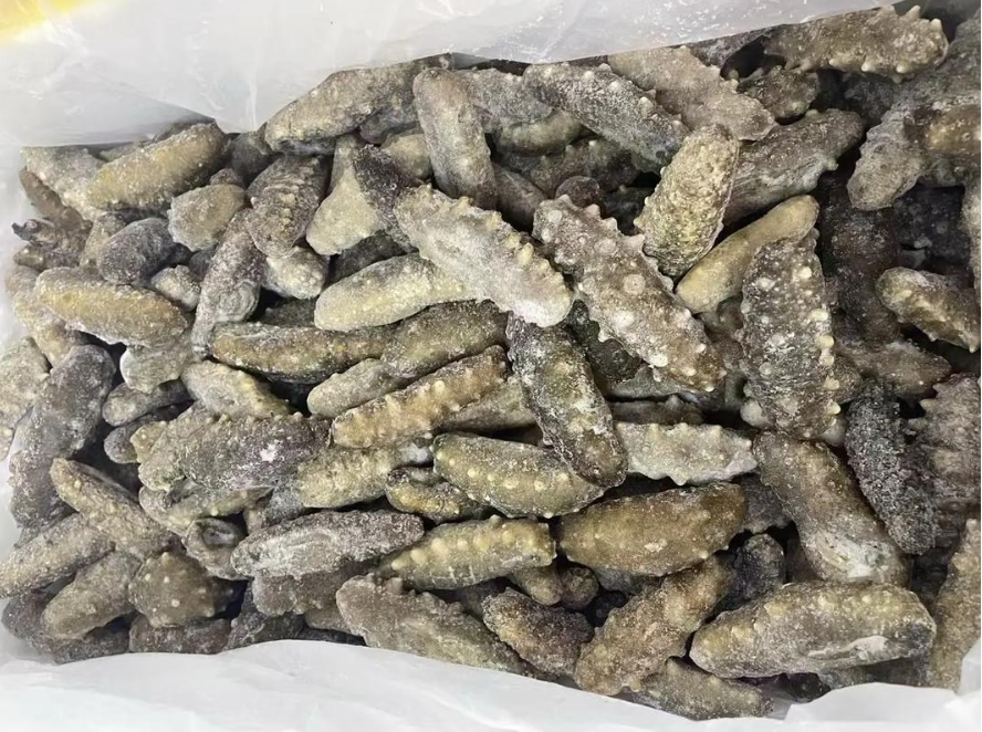 俄罗斯冻仿刺参广州黄埔港进口报关案例