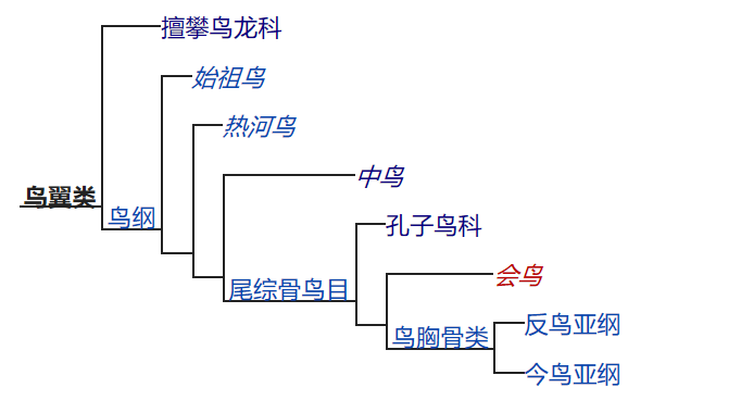 树(2008 年)▼手盗龙类演化树(2009 年)鸡是恐龙的后代,因为鸡是鸟类