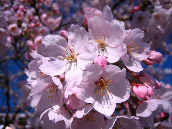 大家常见的樱花品种一般是染井吉野樱(又名东京樱花,单瓣形五瓣花瓣)