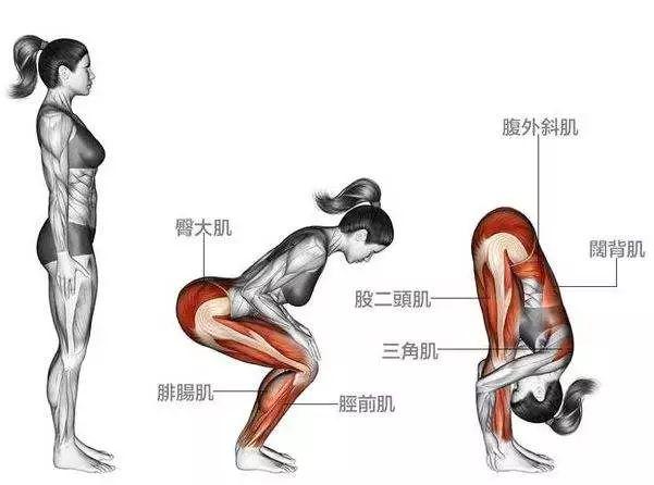 医学屈髋动作图解图片