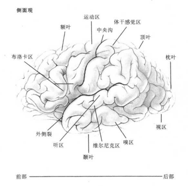 大脑是个好东西我们需要认识他