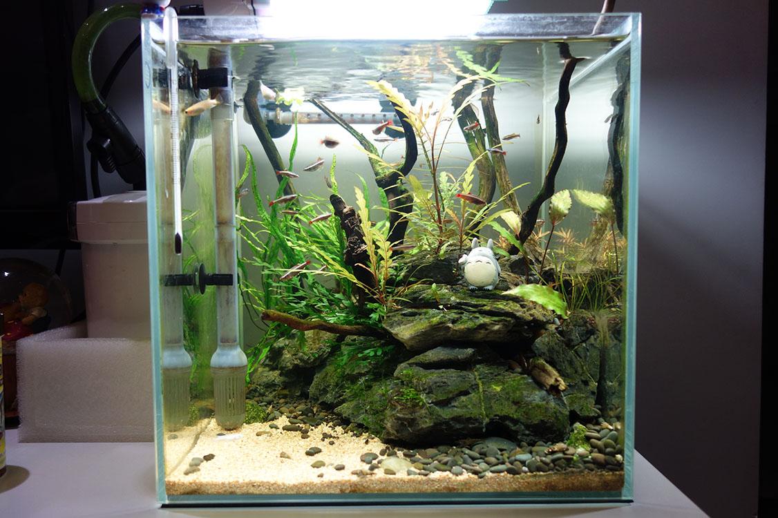 如何打造小型的石景草缸 - 知乎