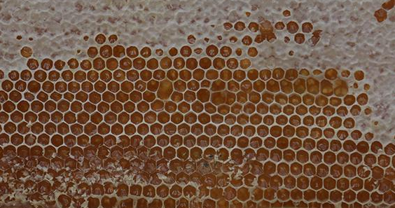 蜜连着蜂巢一起卖的那种,到底可不可以造假?怎