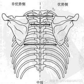 肩胛骨平第几胸椎图片