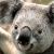 Zhihu profile picture for @statistical
