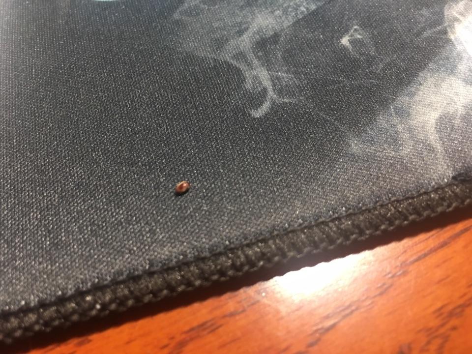 谁知道这是什么虫子,会咬人?