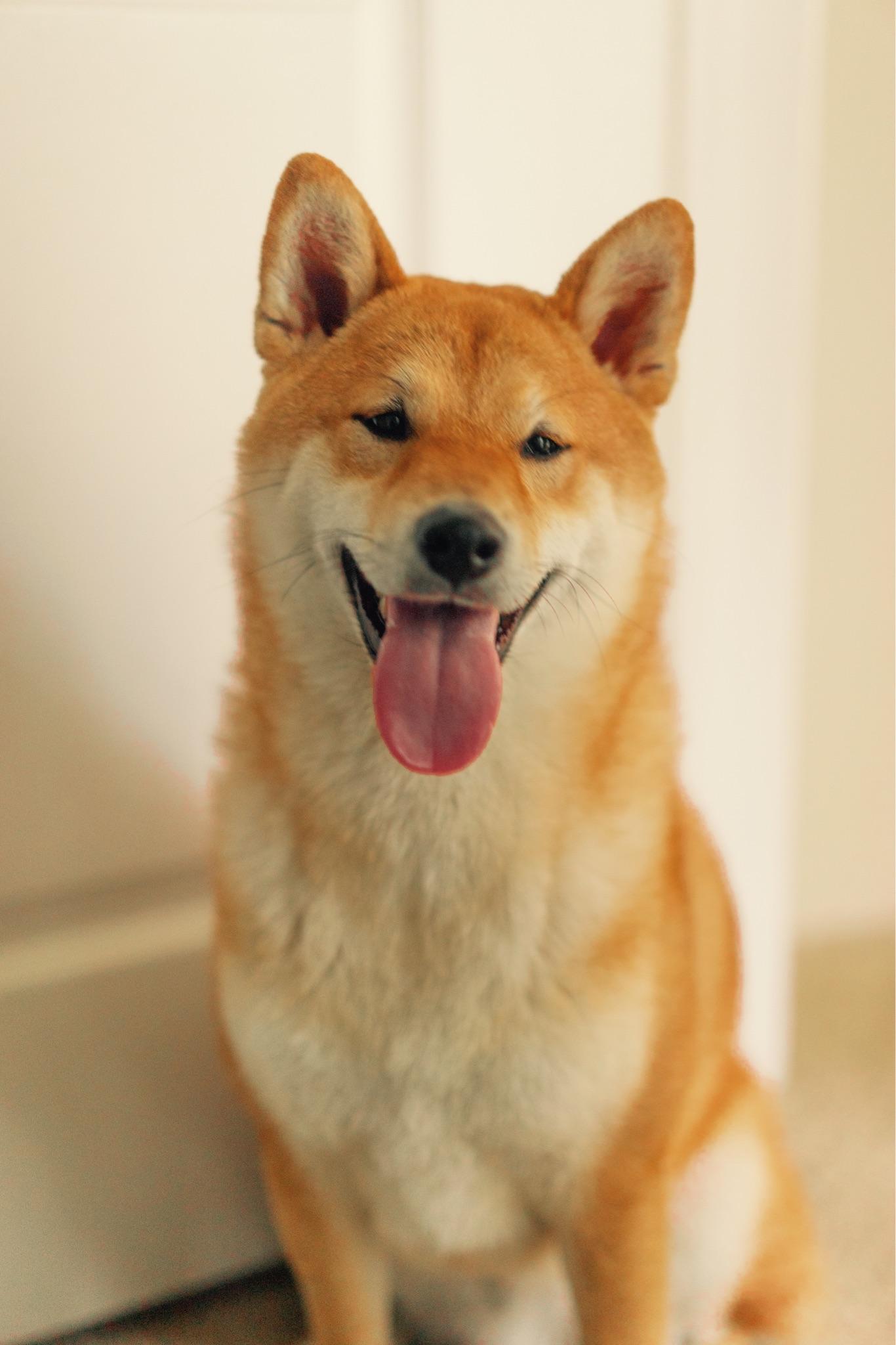 常见的单身狗头像是什么品种