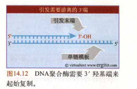 什么是引物 7587b04d83332606ea308a0d6d935eea_r.jpg