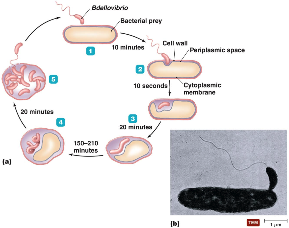 细菌身上会长比自身更小的细菌吗
