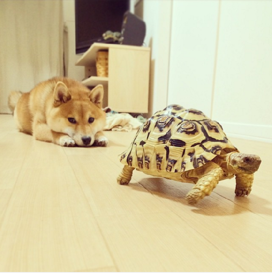 如何养一只豹龟 知乎 如何养一只豹龟 知乎