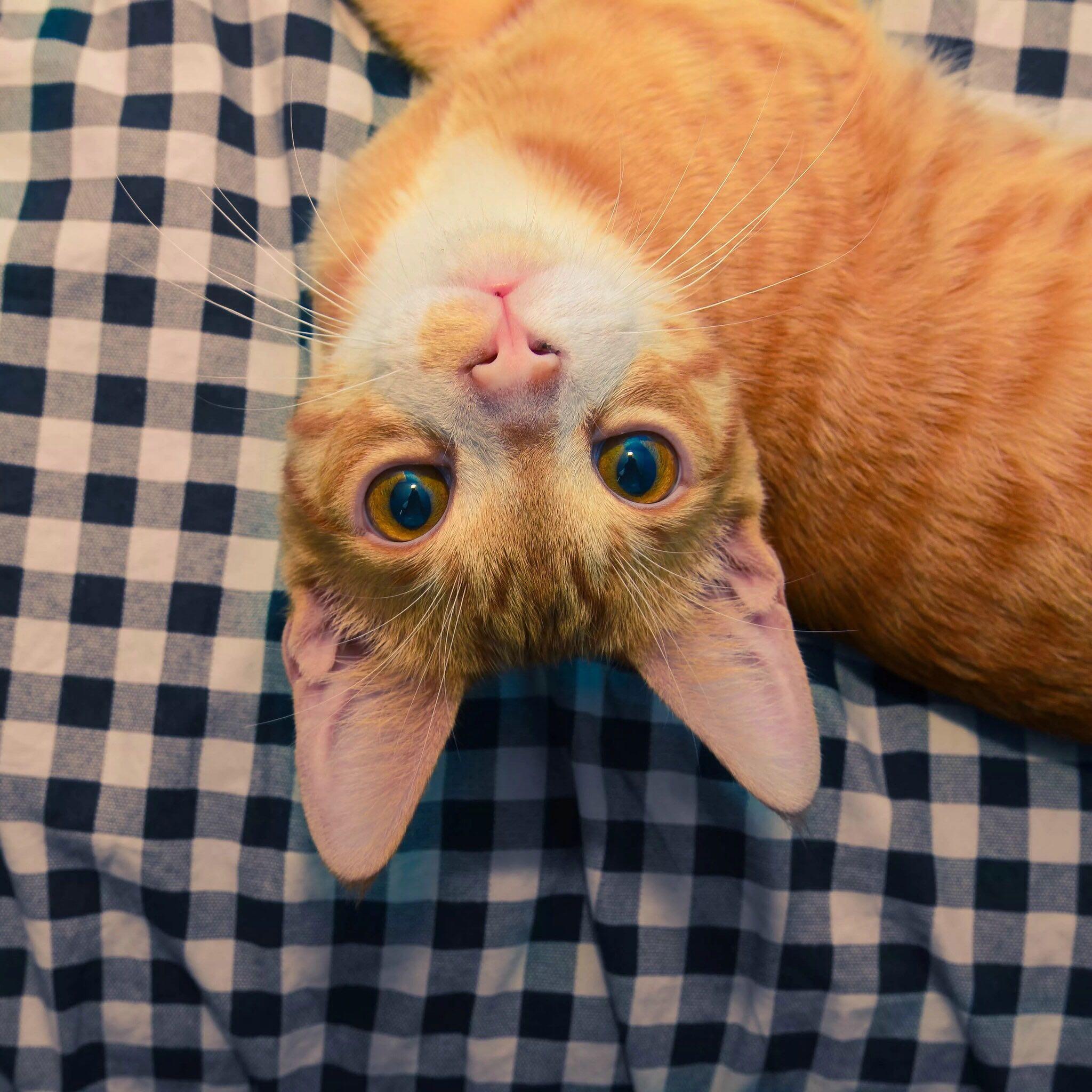 野猫 不驱虫 不防疫 从来不洗给猫洗澡 吧猫屎冲