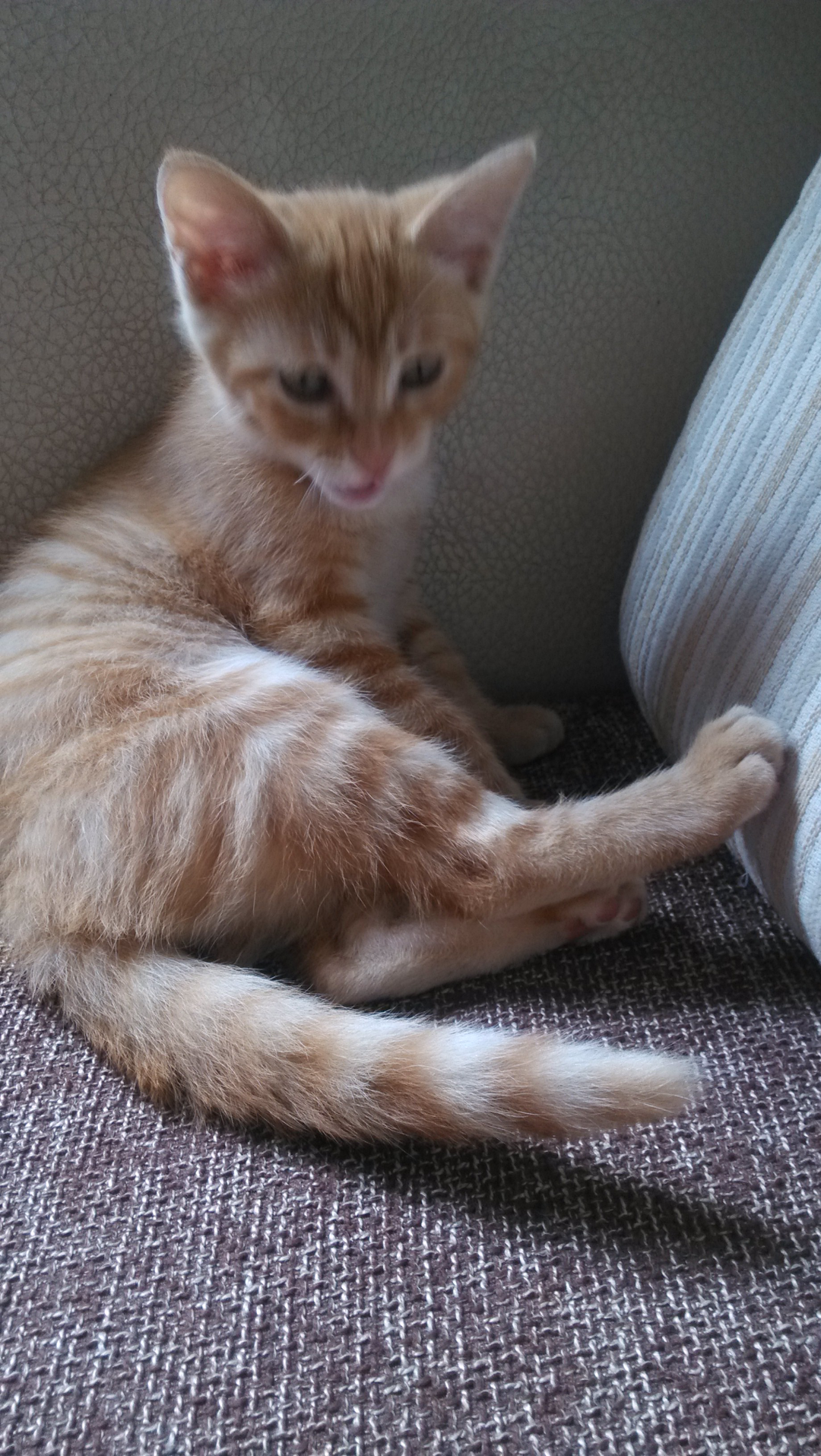 普通家猫一般都有哪些品种