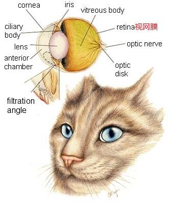猫眼结构示意图
