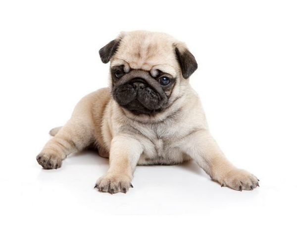 还好一直和各种狗相安无事.