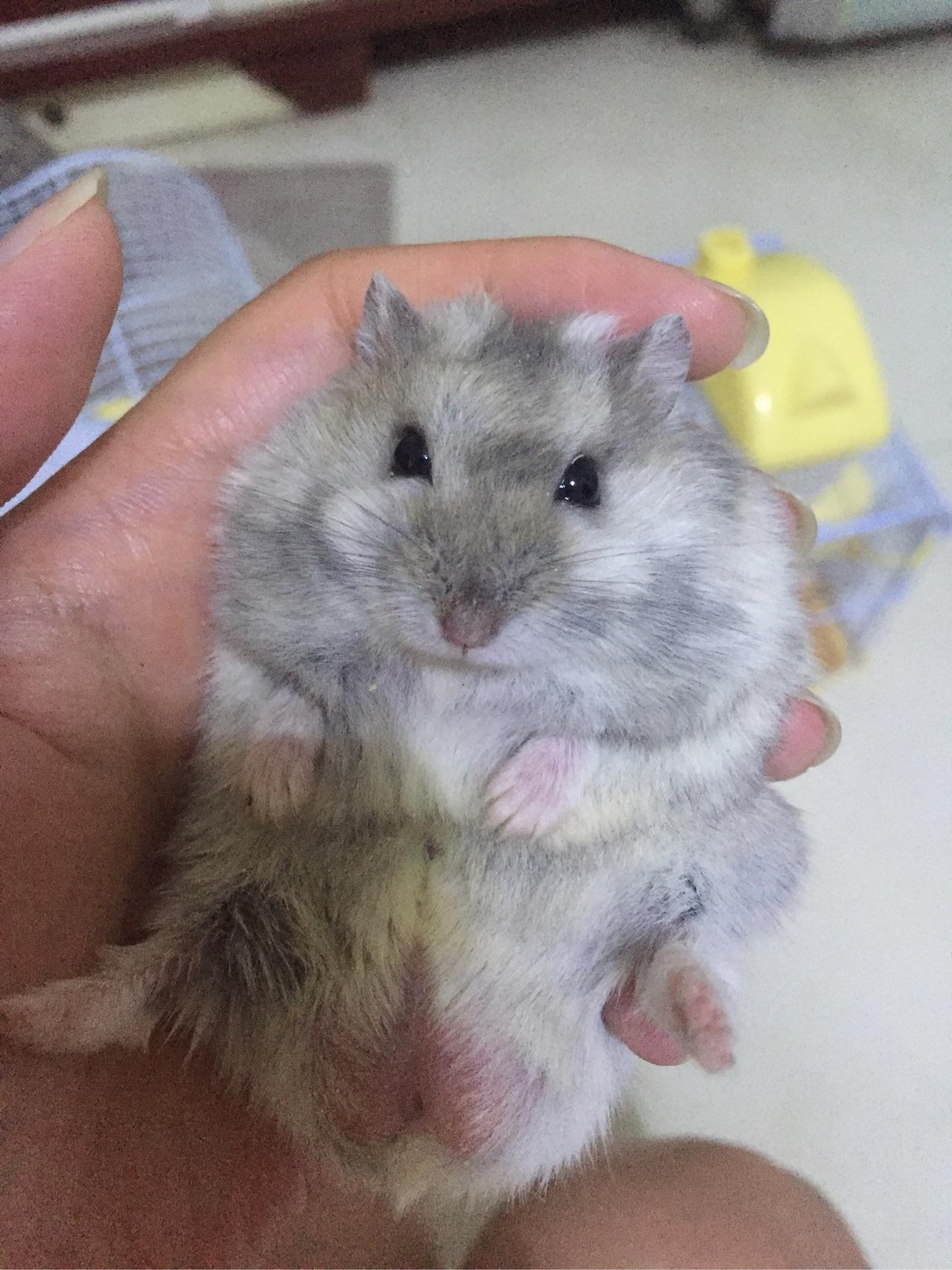 如何让仓鼠乖乖躺手.?