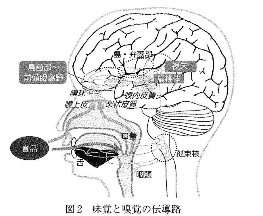 味觉 知乎