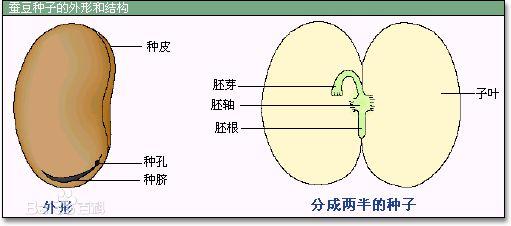 花生是怎么长出来的? - 知乎