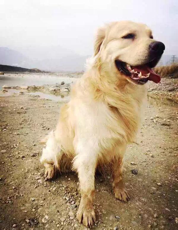 血统金毛跟普通金毛的区别是什么?