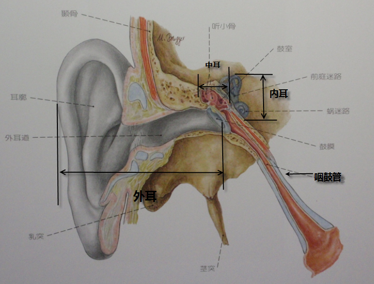 人的耳朵内部图高清图片