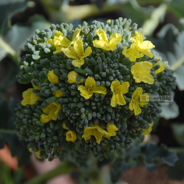 西兰花为什么名字里有花却不是花呢? - 知乎