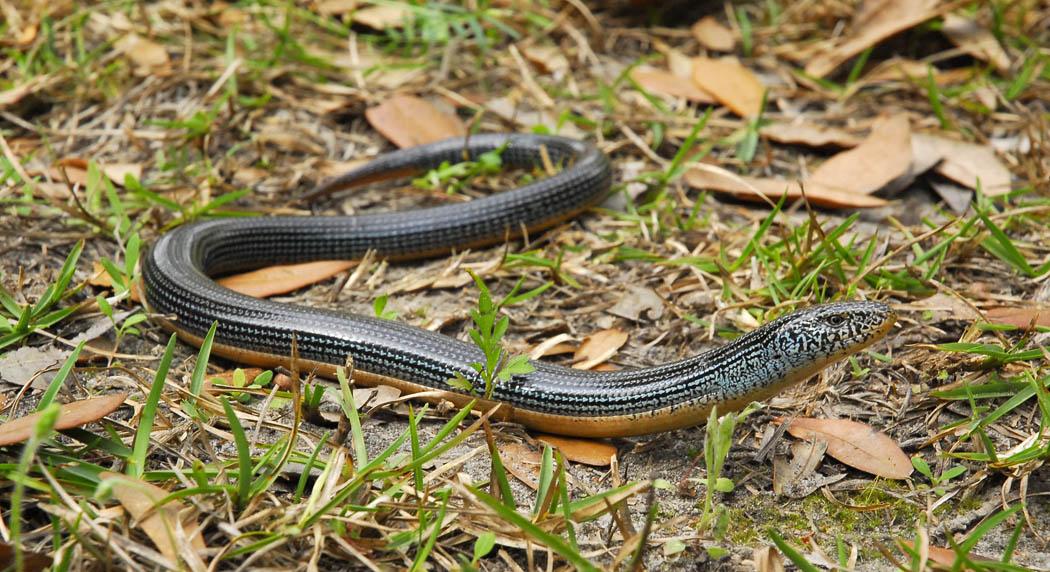 蛇蜥和蛇. 图如果放错了欢迎指正.  显示全部