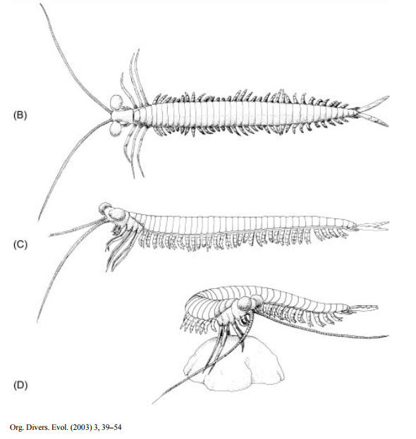 昆虫是从什么生物演变而来的？ - 知乎