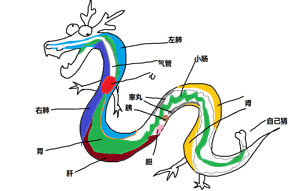 西方龙的身体结构图片