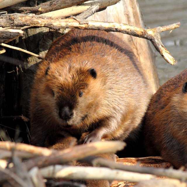 被河狸萌一脸血:出生自带修大坝技能,听到水声就停不下来