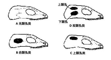 一直以来爬行纲从系统发生与进化可分为四个亚纲:双孔亚纲,无孔亚儋