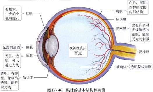 首先放一张眼球的基本结构图